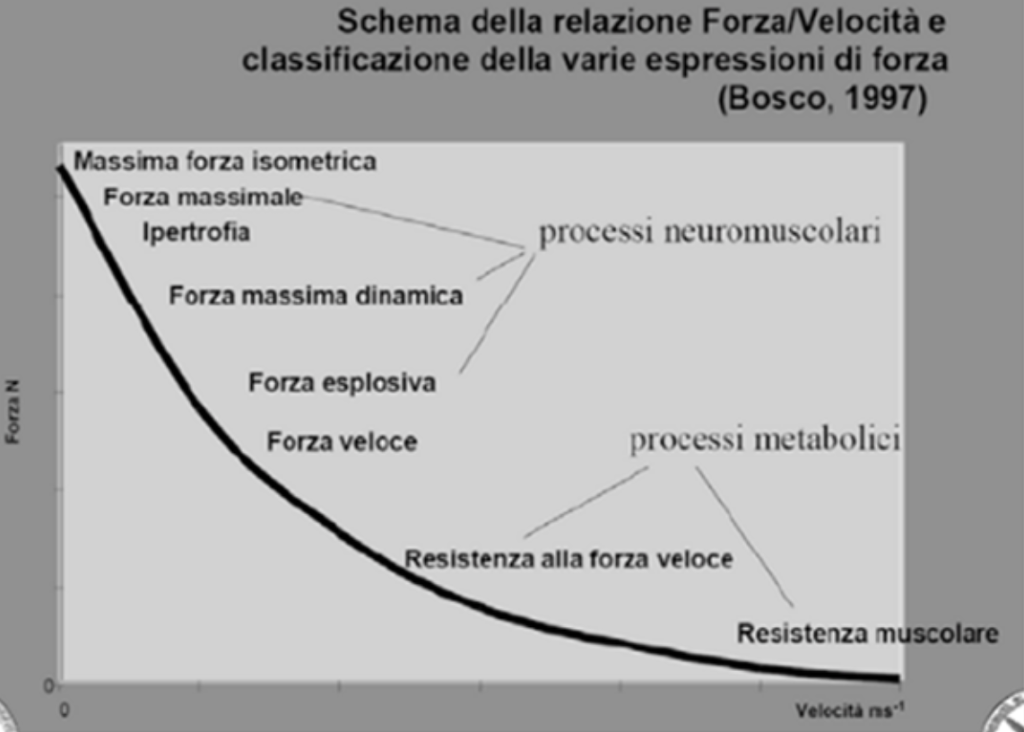 La forza Muscolare